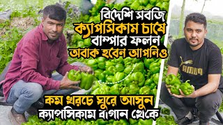 ধামরাইয়ে বিদেশী সবজি ক্যাপসিকাম চাষে বাম্পার ফলন | ক্যাপসিকাম চাষ পদ্ধতি | Capsicam