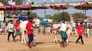 2025-రెంటచింతల.2పళ్ళు 15వ BHK BULLS బుచ్చిగారి హరికృష్ణ నాయుడు గారు ఆకివీడు గ్రామం ప్రకాశం జిల్లా