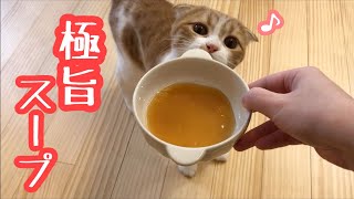 CIAOの『だしスープ』が美味しすぎて、もっと食べたいと思う猫が可愛い