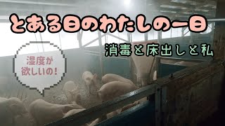 【養豚#58】消毒しています