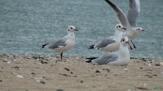 Gulls on the Chilly Sea Coast / Nature Scenes / Birds Behavior / Relaxing Video