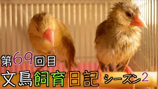 文鳥飼育日記シーズン2第69回目