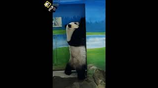 20190831 圓仔想開門下班了 The Giant Panda Yuan Zai