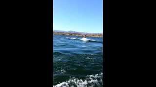 Extreme Flyboarding on the Colorado River