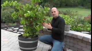 RazzMatazz WOW Fruit Now! Potted Grape Video