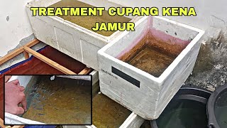 Perkembangan burayak setelah kena jamur karna air hujan