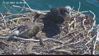 まどろむGilと金色のお母さんのアップ  2023.12.27 Port Lincoln Osprey