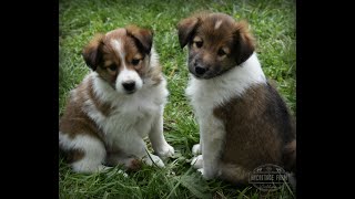 Hycottage Farm Collies - Training for calmness