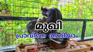 മുഖി പ്രാവിനെ കുറിച്ച് കുറച്ചു കാര്യങ്ങൾ #pigeon#pigeonmalayalam#ottamoolikarshakan#mugi#മുഖി