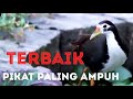 PIKAT RUAK-RUAK ALTERNATIF ATASI YANG BANDEL