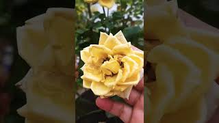 इस तरीके से गुलाब पर डेरों कलियां आएगीrosegrowthing#roseflower#rose#viral#shortvideoviral#rosegarden