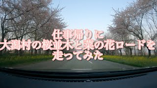 2021年4月22日仕事帰り大潟村の桜並木と菜の花ロードを走ってみた