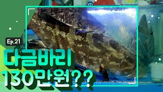 [3분꿀팁정보] Ep.21 다금바리 130만원 귀하고 좋은 기운 잘받으세요!! 서울 노량진 수산 시장 제주도 다금바리 드시러 오세요!! #아리수크리에이터 #아리수미크단2기