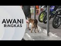 AWANI Ringkas: 11 kes rabies kalangan manusia dikesan