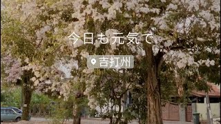 Sakura 樱花季节 ｜Malaysia 马来西亚“樱花”盛开 ｜Spring Season 终于进入春天啦🌸 ｜日本歌曲Japanese Songs ｜千与千寻 Spirited Away