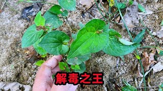 农村路边生长的鱼腥草，虽然味道不太好闻，懂它的人抢着拔回家