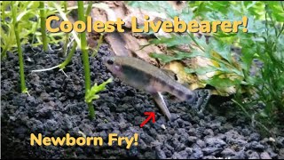 Coolest Livebearer! Trout Goodeid Ilyodon furcidens, Select Aquatics Unboxing