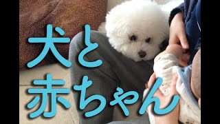 犬と赤ちゃんの日常｜ほのぼのと毎日を楽しんでいます【ビションフリーゼわたまる】dog and baby life