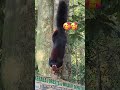 എന്നാലും ഇവന്‍ 🫣 shortvideo wildlife animals pamba