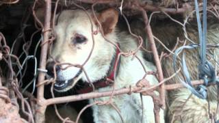 Stop The Dog Meat Festival  停止廣西玉林狗肉节 Man best Friend