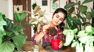 Repotting your plants| A Secret to Indoor Plants' Care that nobody will tell you