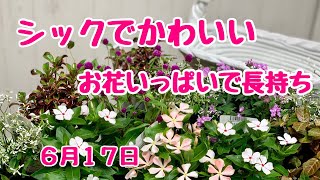 上から西陽に強くかわいくてシックでお花いっぱい寄せ植え