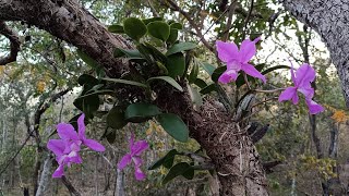 🌼Habitat da orquídea Cattleya Nobilior no cerrado goiano. um verdadeiro espetáculo.