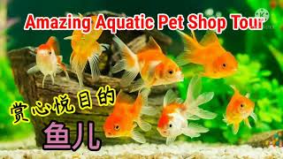 Amazing Aquatic Pet Shop / What is the most popular pet fish /ornamental fish?  赏心悦目的鱼儿 /你最喜欢哪种观赏鱼？