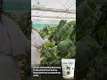 cucumber success story boosting cucumber crop yield with fasal amrit jaipur rajasthan