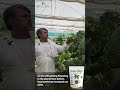 cucumber success story boosting cucumber crop yield with fasal amrit jaipur rajasthan