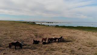 Khar-Us Lake Campsite Mongolia - Mongol Rally 2018 - Team Yellow Door