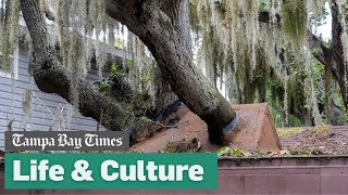 The Florida house with a huge oak tree growing through it just sold