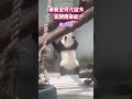 熊猫“秦大朵”蹦迪 panda