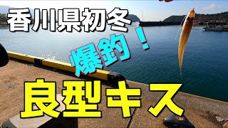 香川県初冬　爆釣！　良型キス