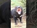 It's Not just a CARTOON CHARACTER | Tasmanian Devil 👿👿