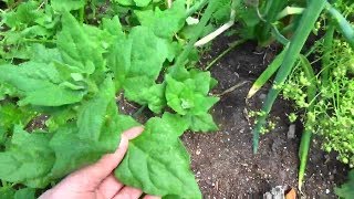 Saving New Zealand Spinach Seed