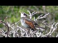 ツグミの鳴き声