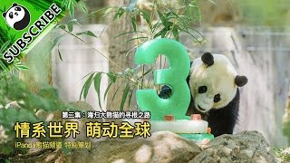 《特别节目》 情系世界 萌动全球 EP02：海归大熊猫的寻根之路