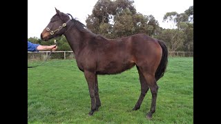 Anise Star x Xtravagant Filly Parade Video