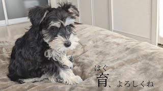 お迎え直後の子犬はよちよち歩き【ミニチュアシュナウザー】