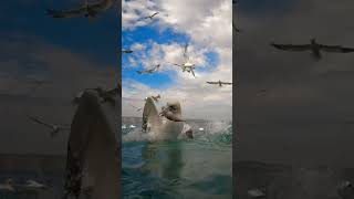 Seabird diving @natural beauty #seabirds #shorts #shortsfeed #viral #nature #youtubeshorts