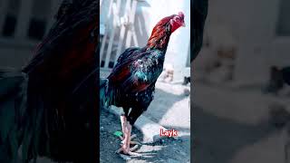 #aseel #aseelmurga #ayamchicken #birds #angrybirds #bird #chicken #kingshamo #as
