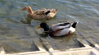 昆陽池公園の水鳥達