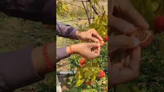 नेचुरल सिंदूर मेकिंग प्रोसेस । ORIGINAL SINDUR MAKING PROCESS । SINDUR TREE । KAMILA TREE