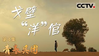 《青春兵团》戈壁“洋”倌：刘山山的合作社创业之旅与共同致富梦 EP04【CCTV纪录】