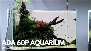 ADA 60P Aquarium After 14 Months - 4K Cinematic