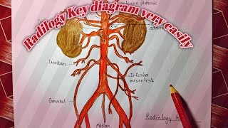 How to draw | Abdominal aorta | Radiology key biology diagram very easily!!..