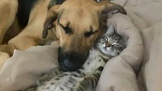Funniest CATS and DOGS Friendships of 2024 😂 Funny ANIMALS s