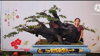 PAN CITY 577🌺 Tuyệt vời Bonsai Đại Phi lao và Cẩm thị hàng chục năm tay cành, bệ nu quá đẹp... 🦚