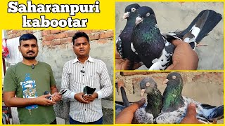 High Flying indian Saharanpuri Zakh Pigeon For Sale ! Arshad idrisi pigeon